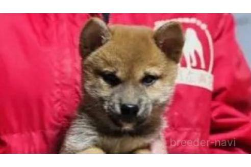 成約済の千葉県の柴犬-360471の2枚目